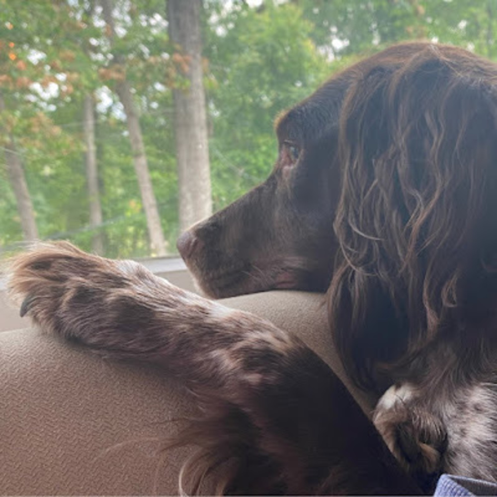 Meet your Posher, Finley